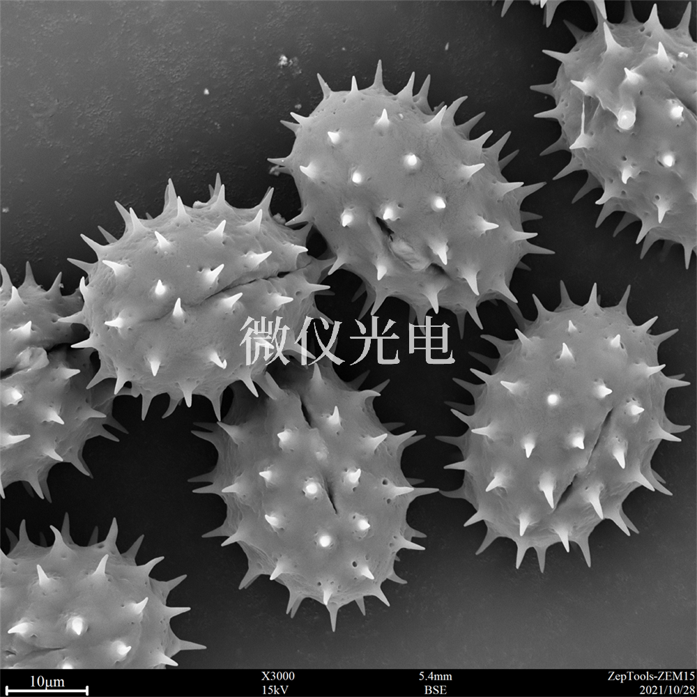 掃描電鏡測樣，要注意什么？